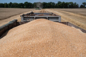 Європейський Союз готується ввести мита на імпорт зерна з Росії та Білорусі