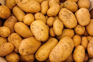 Станом на 11 квітня оптова ціна на картоплю в Україні становила до 14-18 грн/кг