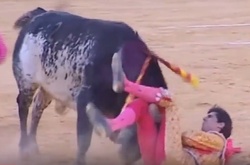 В Іспанії бик в прямому ефірі заколов матадора 