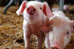 На Тернопільщині зафіксували спалах чуми свиней