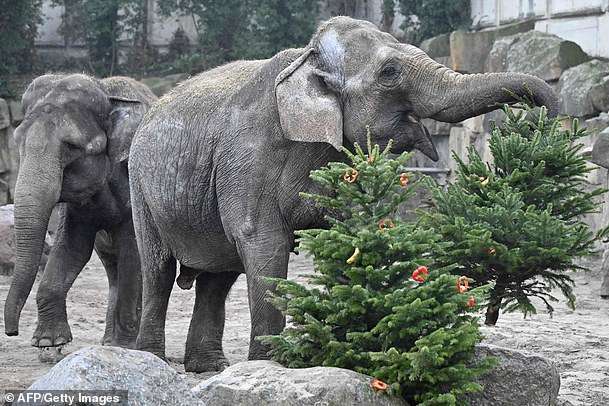 Слонов берлинского зоопарка накормили новогодними елками