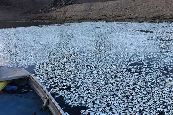 В Австралии тысячи рыб погибли в реке Дарлинг. Жуткие фото