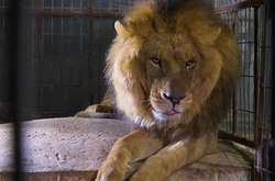 Із занепалого зоопарку Гази врятували п'ять левів