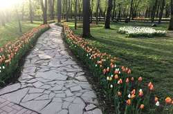 У Кропивницькому розцвіли сотні тюльпанів (фото)