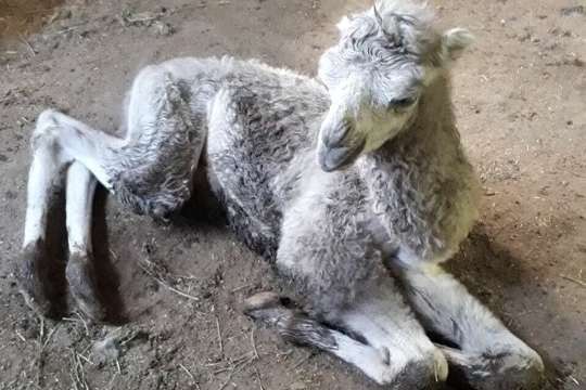 В Одеському зоопарку у пари двогорбих верблюдів народилося кучеряве дитинча