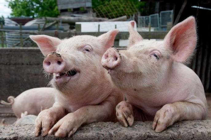 У Козятинському районі вчергове виявили африканську чуму свиней