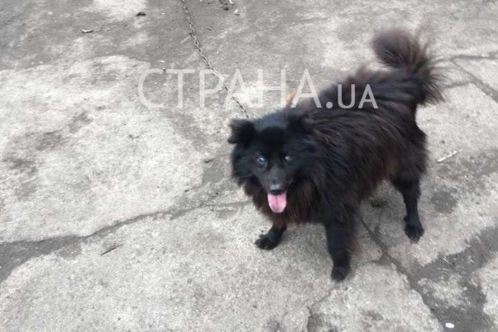 У мережі знайшли собаку, якого «слуга народу» Брагар запропонував продати, щоб оплатити комуналку (фото)