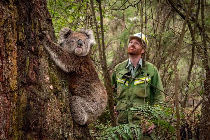 В Австралии с помощью беспилотников спасают коал, пострадавших от лесных пожаров