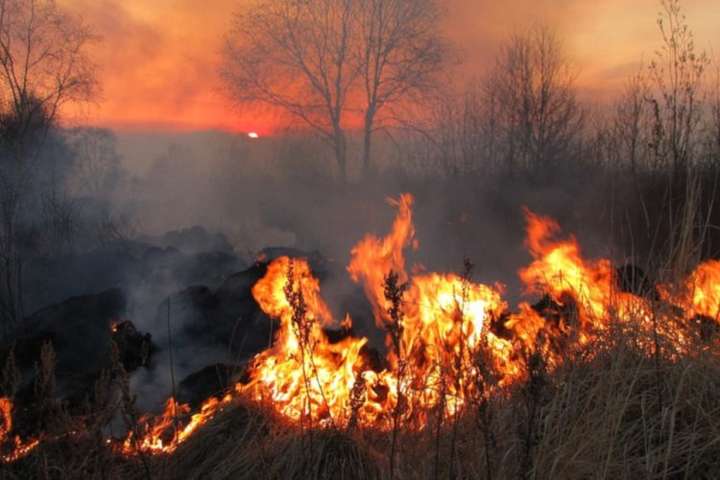 Держлісагентство закликає громадян не спалювати сухостій