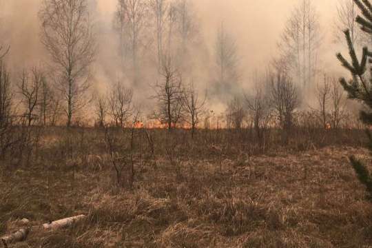 Велика пожежа на Житомирщині: на площі близько трьох тисяч гектарів досі тліє трава 