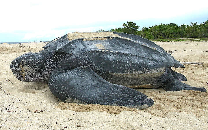 На порожні пляжі Пхукета повернулися рідкісні види черепах 