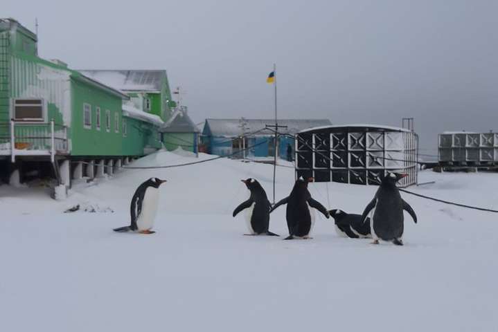 На українську арктичну станцію «Академік Вернадський» несподівано завітали пінгвіни