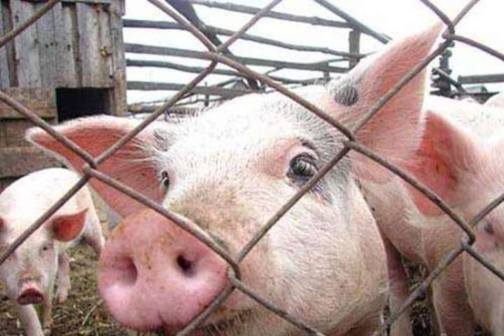 На Прикарпатті виявили спалах африканської чуми свиней