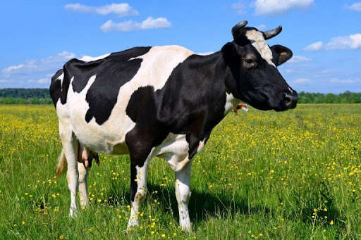 П'ять тисяч на одну корову. В уряді пояснили, хто з фермерів може претендувати на дотацію