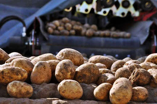Картоплі та інших овочів цьогоріч в Україні буде менше 