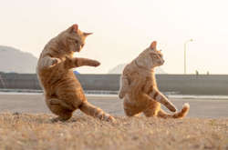 35 фотодоказательств того, что кошки прекрасно танцуют