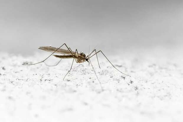 Зміна клімату: в Антарктиді з'явилися комарі