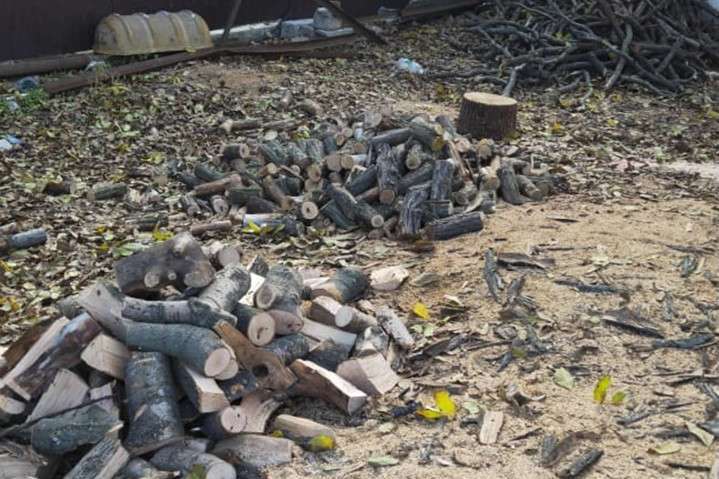 «Черные лесорубы» в Донецкой области вырубили деревьев на полмиллиона гривен