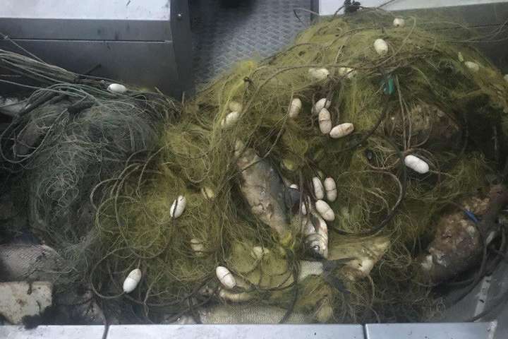 На Київщині виявлені браконьєрські сітки з мертвою рибою і птахами (фото)