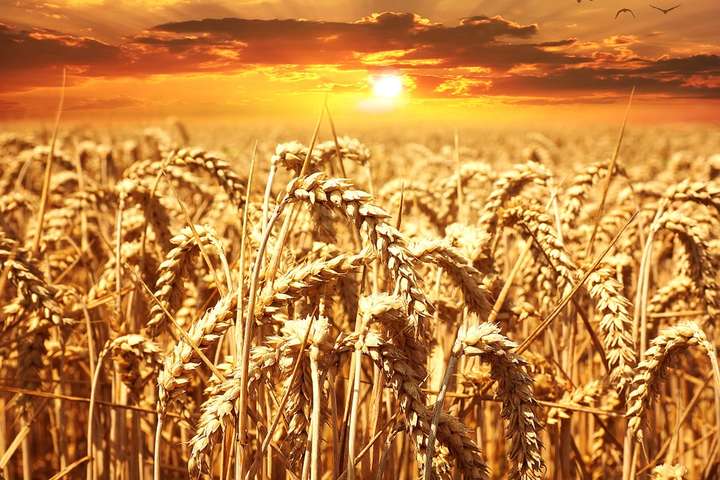 Стало відомо, яка країна найбільше скупляла українське зерно минулого року
