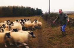 Вівці замість автомобілів: зірка «Топ Гір» запустив «сільське» шоу