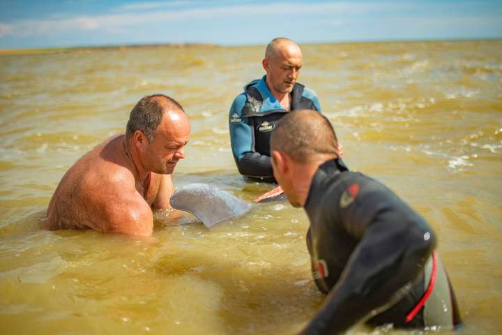 На Херсонщині врятували дельфіна, якого шторм прибив до берега (фото)