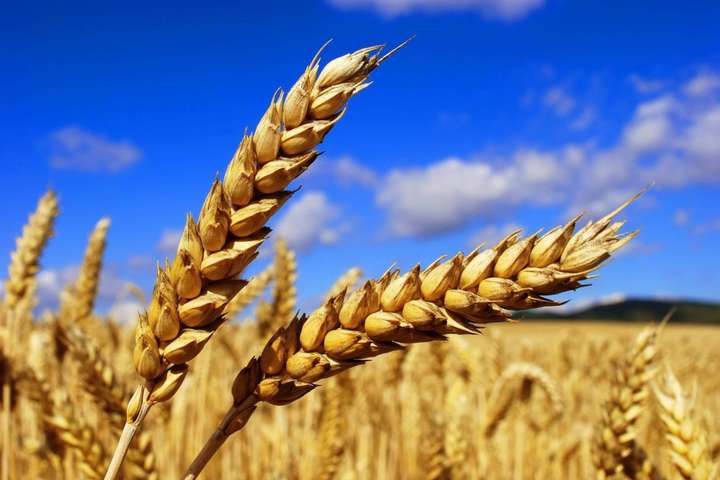 Мінагрополітики прогнозує рекордний урожай зернових