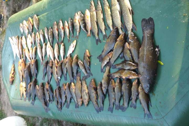 На Канівському водосховищі браконьєри наловили риби на кримінальну справу