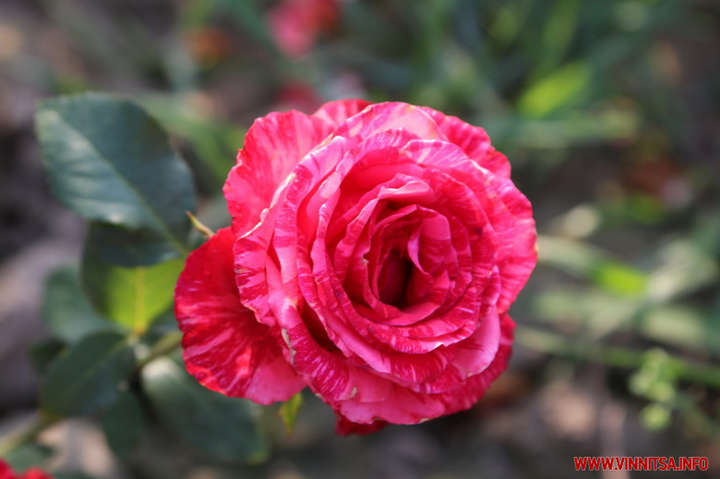 На Вінниччині трояндові поля – на піку цвітіння (фото)