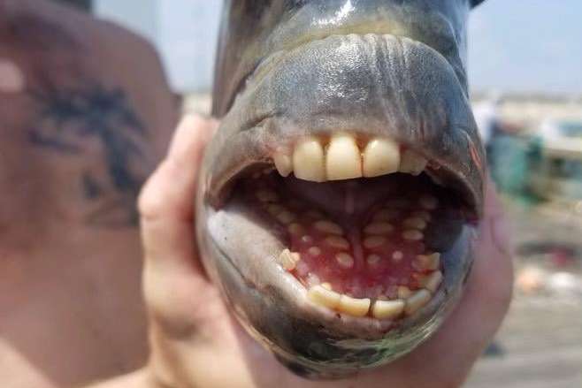 У США спіймали рибу з людськими зубами (фото)