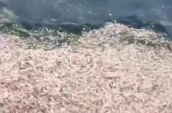 На Одещині масово гине риба і креветки: трупи викинуло на берег