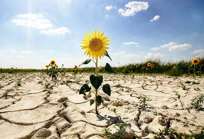 Зміна клімату: посуха вже загрожує центральній Україні