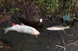 «Житомирводоканал» спричинив екологічну катастрофу та вбив десятки тисяч риб