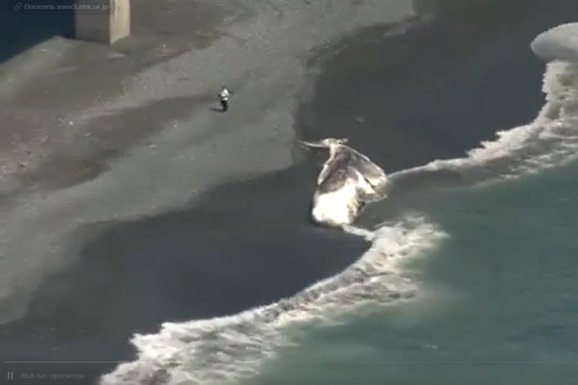 У берегов Японии нашли мертвого гигантского кашалота (видео) 