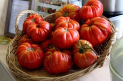 Итальянские фермеры возродили древний сорт томатов, который имеет очень эффектный вид 