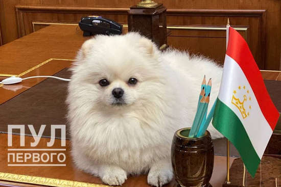 Собачка Лукашенко в Душанбе продемонстрировала свою невоспитанность (фото) 
