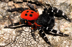 Красивый и опасный: в лесу в Киеве обнаружили ядовитого паука (фото) 