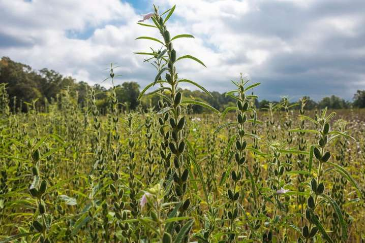 Эксперты посоветовали фермерам растение, выращивать которое выгоднее пшеницы