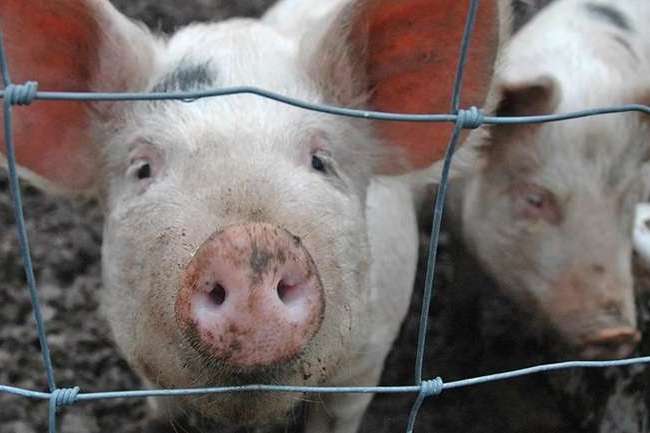 У одній із областей України запроваджено карантин через африканську чуму свиней
