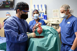 Американские хирурги впервые пересадили человеку сердце свиньи: видео 