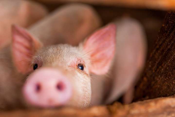 В Україні зафіксовано антирекорд поголів’я свиней