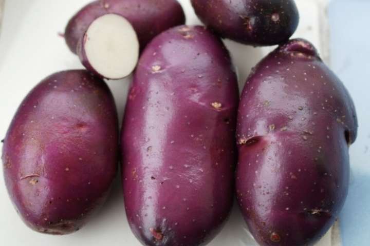 Українські науковці презентували «містичний» та високоврожайний сорт картоплі 