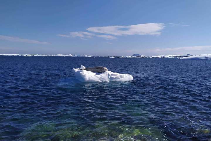 В Антарктиді рекордно потепліло (фото)