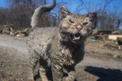 Сумская рассказала, как сложилась судьба кота из Бучи, за которого переживал весь мир