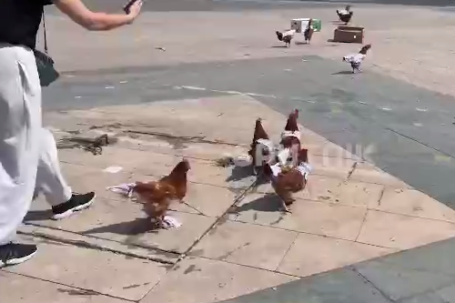 Кури вийшли на протест у Єревані (відео)