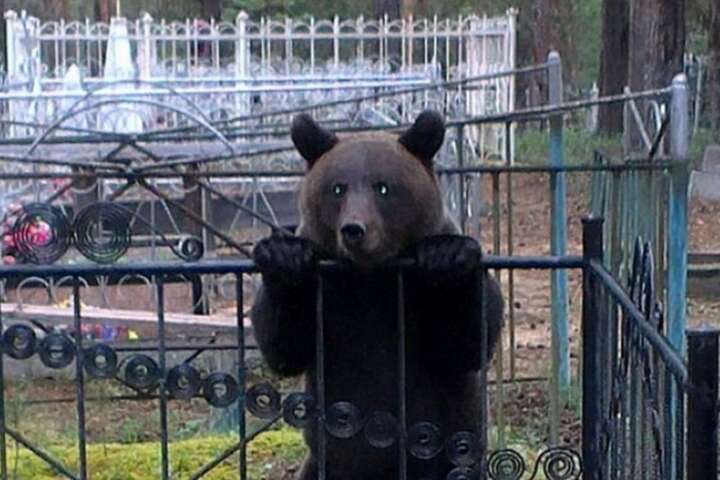 Ведмеді захопили кладовище у російському місті 