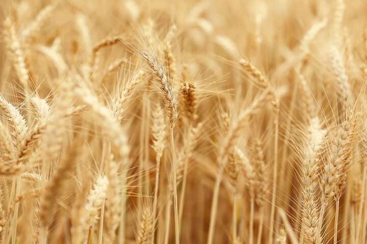 Голова МЗС Італії попередив про «хлібні війни» через нестачу українського зерна