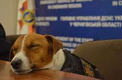 Владелец пса-сапера Патрона рассказал, почему тот уснул на пресс-конференции