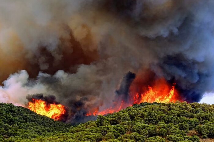 Через аномальну спеку в Європі вигоріла рекордна кількість лісів