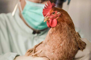 В Европе зафиксирована самая большая в истории вспышка птичьего гриппа